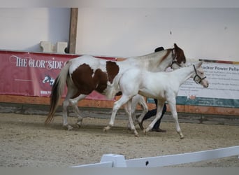 Paint Horse, Hengst, Fohlen (06/2024), Schecke