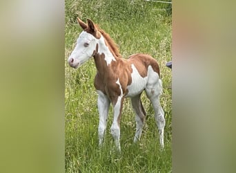 Paint Horse, Stallion, Foal (05/2024), Pinto