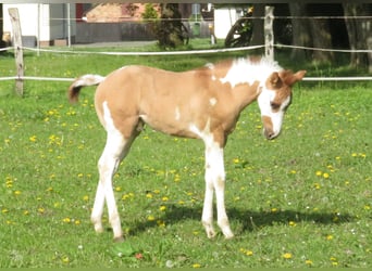 Paint Horse, Stallion, Foal (03/2024), Red Dun