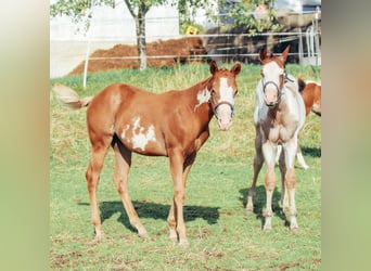 Paint Horse, Stallion, Foal (02/2023), Tobiano-all-colors