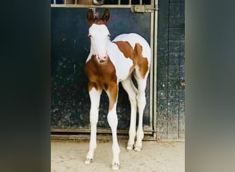 Paint Horse, Stallion, Foal (03/2024), Tobiano-all-colors