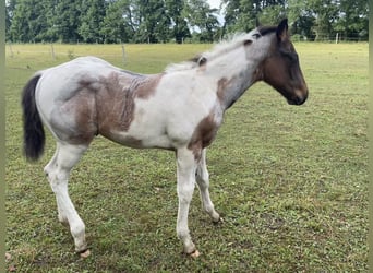 Paint Horse, Stallion, , Tobiano-all-colors