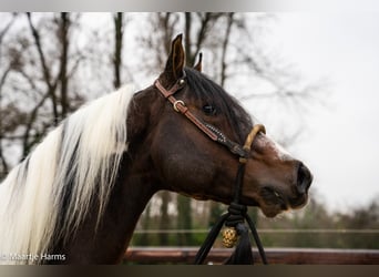 Paint Horse, Stallion, 5 years, 15.2 hh, Tobiano-all-colors