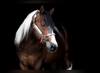 Paint Horse, Stallion, 5 years, 15.2 hh, Tobiano-all-colors