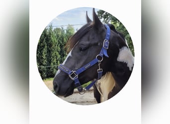 Paint Horse, Stallion, 5 years, Tobiano-all-colors