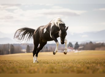 Paint Horse, Stallion, 19 years