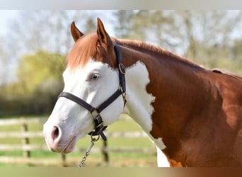 Paint Horse, Stallone, 10 Anni, 163 cm, Overo-tutti i colori