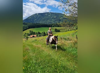 Paint Horse, Stallone, 13 Anni, 153 cm, Tobiano-tutti i colori