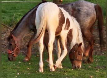 Paint Horse Mix, Stallone, 1 Anno, 140 cm, Tobiano-tutti i colori