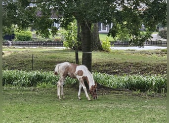 Paint Horse Mix, Stallone, 1 Anno, 140 cm, Tobiano-tutti i colori