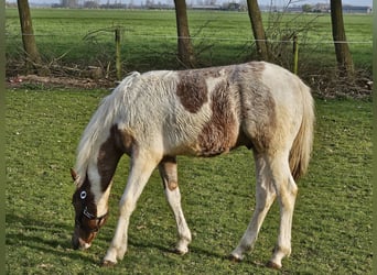 Paint Horse Mix, Stallone, 1 Anno, 140 cm, Tobiano-tutti i colori