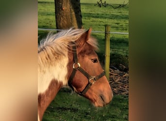Paint Horse Mix, Stallone, 1 Anno, 140 cm, Tobiano-tutti i colori