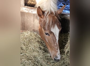 Paint Horse Mix, Stallone, 1 Anno, 140 cm, Tobiano-tutti i colori