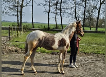Paint Horse Mix, Stallone, 1 Anno, 140 cm, Tobiano-tutti i colori