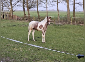 Paint Horse Mix, Stallone, 1 Anno, 140 cm, Tobiano-tutti i colori
