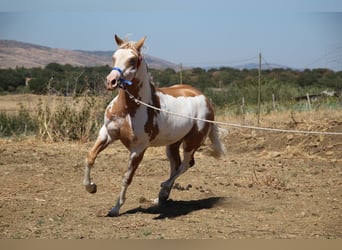 Paint Horse, Stallone, 1 Anno, 147 cm, Tobiano-tutti i colori