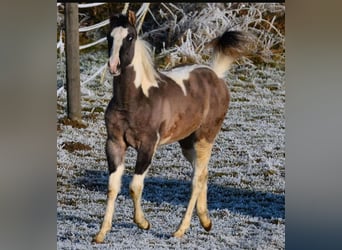 Paint Horse, Stallone, 1 Anno, 150 cm, Grullo