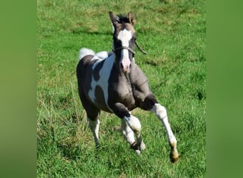 Paint Horse, Stallone, 1 Anno, 150 cm, Grullo