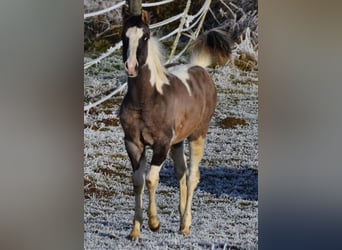 Paint Horse, Stallone, 1 Anno, 150 cm, Grullo