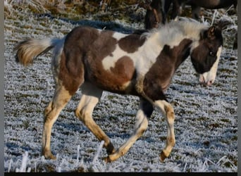 Paint Horse, Stallone, 1 Anno, 150 cm, Grullo