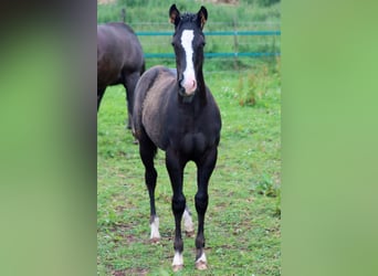 Paint Horse, Stallone, 1 Anno, 150 cm, Morello