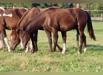 Paint Horse, Stallone, 1 Anno, 150 cm, Morello