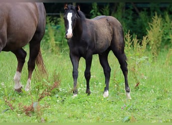 Paint Horse, Stallone, 1 Anno, 150 cm, Morello