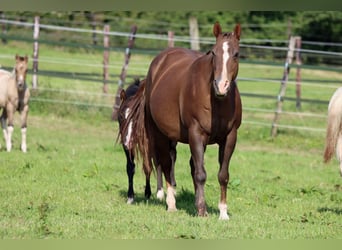 Paint Horse, Stallone, 1 Anno, 150 cm, Morello