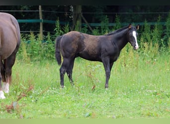 Paint Horse, Stallone, 1 Anno, 150 cm, Morello