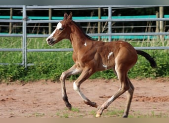 Paint Horse, Stallone, 1 Anno, 150 cm, Overo-tutti i colori