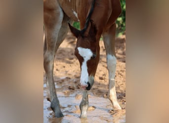 Paint Horse, Stallone, 1 Anno, 150 cm, Overo-tutti i colori