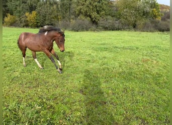 Paint Horse, Stallone, 1 Anno, 150 cm, Pezzato