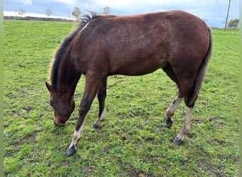 Paint Horse, Stallone, 1 Anno, 150 cm, Pezzato