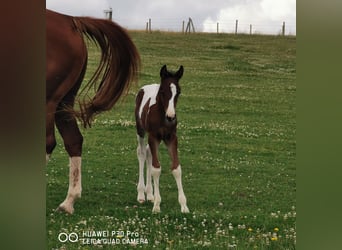 Paint Horse, Stallone, 1 Anno, 150 cm, Pezzato