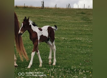 Paint Horse, Stallone, 1 Anno, 150 cm, Pezzato