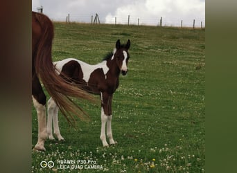 Paint Horse, Stallone, 1 Anno, 150 cm, Pezzato
