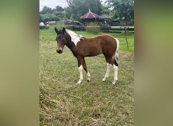 Paint Horse, Stallone, 1 Anno, 150 cm, Tobiano-tutti i colori