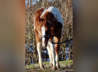 Paint Horse, Stallone, 1 Anno, 150 cm, Tobiano-tutti i colori