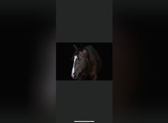 Paint Horse, Stallone, 1 Anno, 152 cm, Pelle di daino