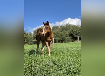 Paint Horse, Stallone, 1 Anno, 152 cm, Pelle di daino