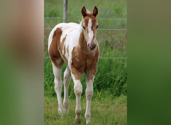 Paint Horse, Stallone, 1 Anno, 153 cm, Champagne