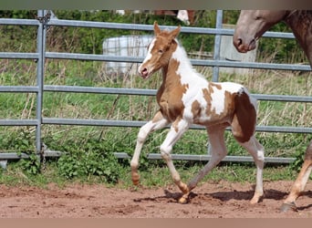Paint Horse, Stallone, 1 Anno, 153 cm, Champagne