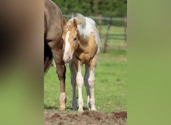 Paint Horse, Stallone, 1 Anno, 153 cm, Champagne