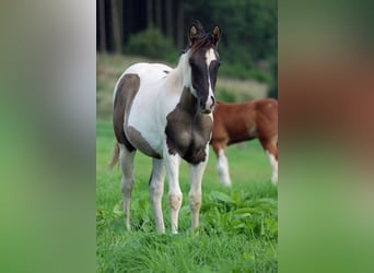 Paint Horse, Stallone, 1 Anno, 153 cm, Grullo