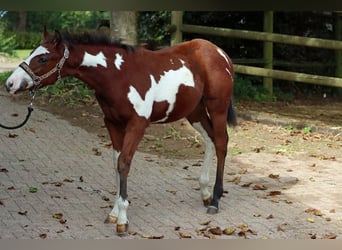 Paint Horse, Stallone, 1 Anno, 153 cm, Overo-tutti i colori