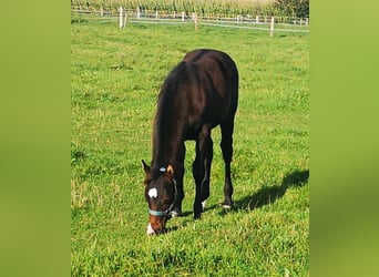 Paint Horse, Stallone, 1 Anno, 155 cm, Baio nero