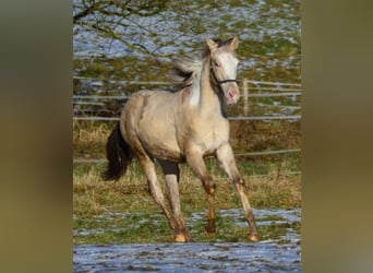 Paint Horse, Stallone, 1 Anno, 155 cm, Champagne