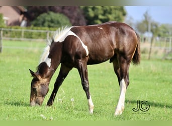 Paint Horse, Stallone, 1 Anno, 158 cm, Pelle di daino