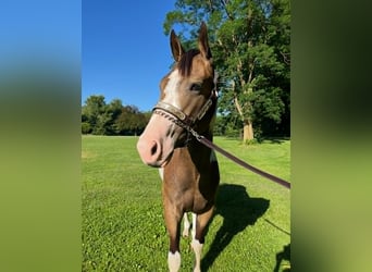 Paint Horse, Stallone, 2 Anni, 142 cm, Pelle di daino