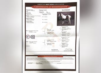 Paint Horse, Stallone, 2 Anni, 142 cm, Pelle di daino